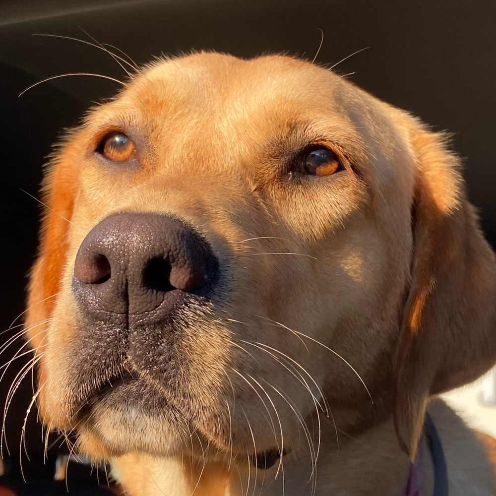 Meet your Posher, Chelsea